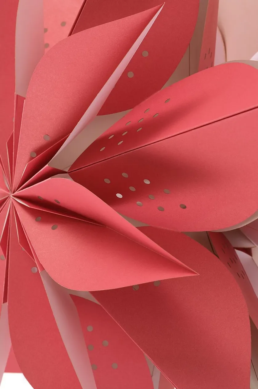 POINSETTIA Weihnachtsstern